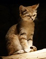 File:Felis margarita 2.jpg - Wikimedia Commons