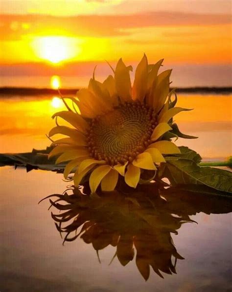 Pin By Nidia Minerva Canche Chab On Flores Sunflower Pictures