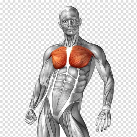 Human Body Png Png