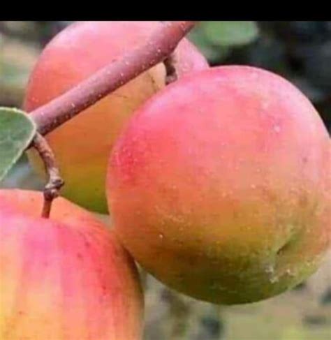 Plants Full Sun Exposure Kashmiri Red Apple Ber Plant For Outdoor Rs 20 Plant Id 23280858497