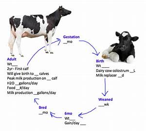 Dairy Cow Life Cycle All About Cow Photos