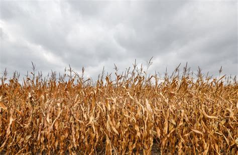 Dry Corn Field Stock Image Image Of Crop Field Land 87799001