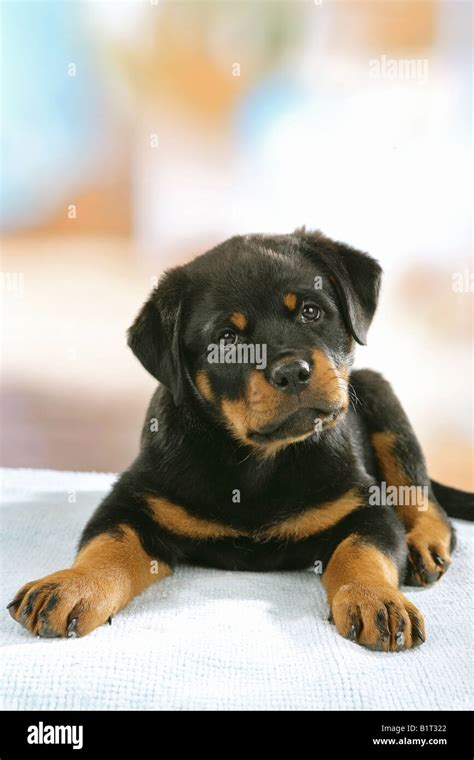 Rottweiler Puppy Lying Stock Photo Alamy