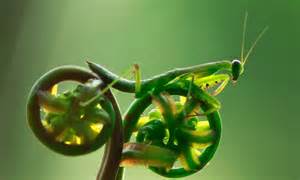 Amazing Nature Like A Mantis Needs A Bicycle Incredible