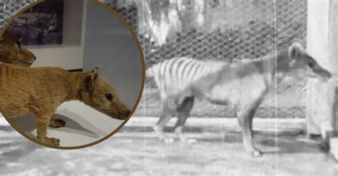 Watch Footage From 1935 Of Last Known Tasmanian Tiger