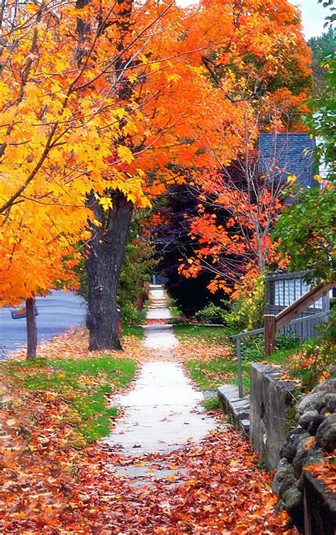 Sidewalk With Leaves New England Fall Foliage New England Foliage