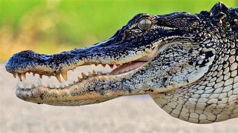 Виды Крокодилов И Аллигаторов Фото С Названиями Telegraph