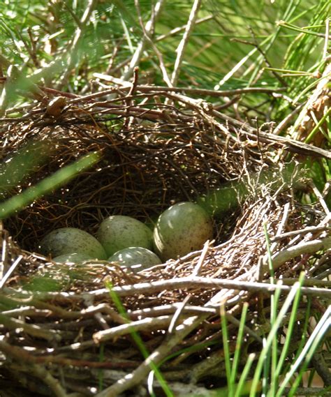 Wildlife Birds Blue Jays Nest With Eggs Spring Green Spring