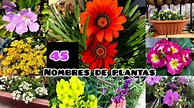45 nombres de plantas que tienes que saber - YouTube