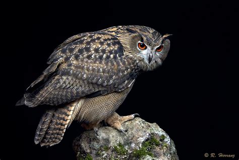Fotosricardo H BÚho Real Eurasian Eagle Owl