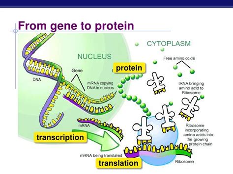 Review the data and follow links to available genereviews, omim records, citations, or other linked entries in the related information section for more detailed information. How is protein synthesis different from DNA replication? | Socratic