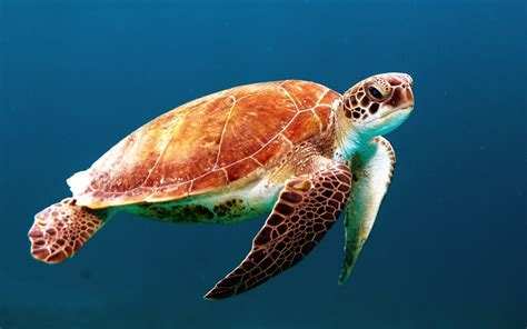 Big Sea Turtle Swimming Through The Ocean At Kaputas Beach Sea Turtle