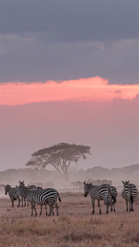 Africa Zebras With Background Of Cloudy Sky 4k Hd Animals Wallpapers