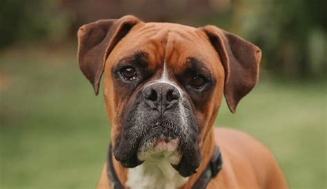 50 Good Boxer Dog Names Pet Reader