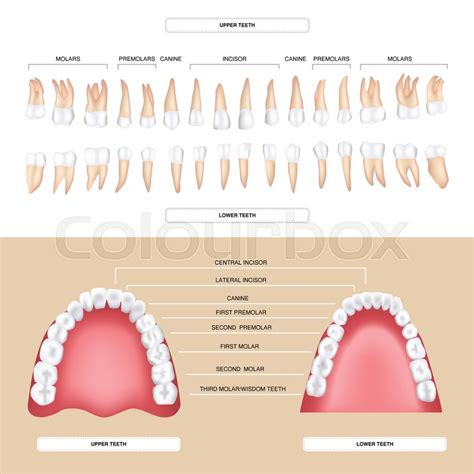 Human Dental Anatomy Permanent Tooth Stock Vector Colourbox