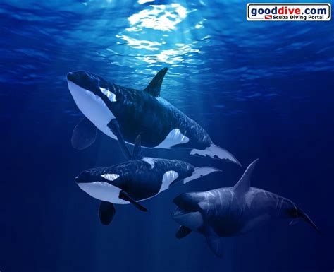 Orca Wallpapers Top Free Orca Backgrounds Wallpaperaccess