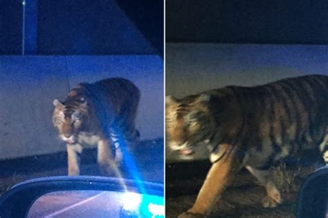 Bengal Tiger Shot Dead In Atlanta Suburbs After It Attacked Dog Bcnn1