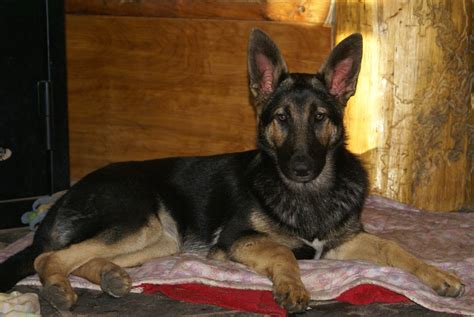 German shepherd puppies for sale in illinois. German Shepherd Puppies for Sale Michigan