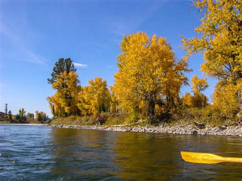 Autumn Leaves Against The Sky On The River Stock Photo Image Of Gold