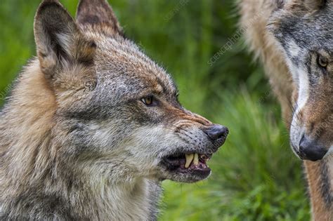 Wolf Displaying Aggressive Behaviour Stock Image C0519469