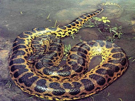 National Geographics Anaconda
