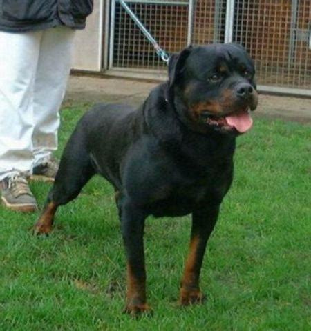 Probably came with a german immigrant in the late 1920s. AKC German Rottweiler Puppies for Sale in Baden ...