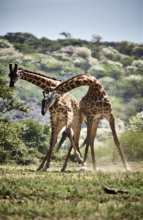 Giraffe Fight Print Canvas Maswa Game Reserve Tanzania Africa By 246fine On Etsy