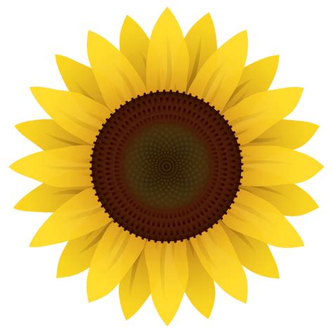 Sunflower Vector | Sunflower drawing, Sunflower images, Sunflower clipart