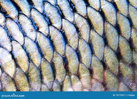Scale Of Fish Stock Image Image 13172411