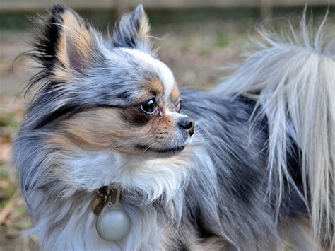 Long haired chihuahua is the oldest dog breed on the american continent and the smallest breed in the world. Chihuahua Information: Is the Breed Right for You ...