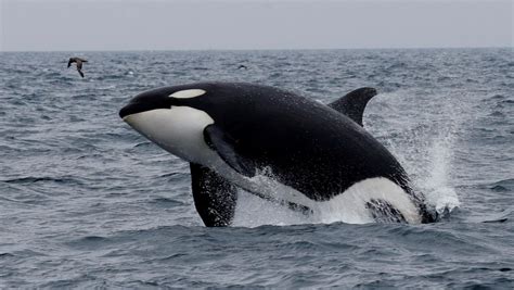 Orcas/killer whales are the main cause of natural mortality in grey whales. Orcas agresivas que rompen, atacan y acosan barcos ...