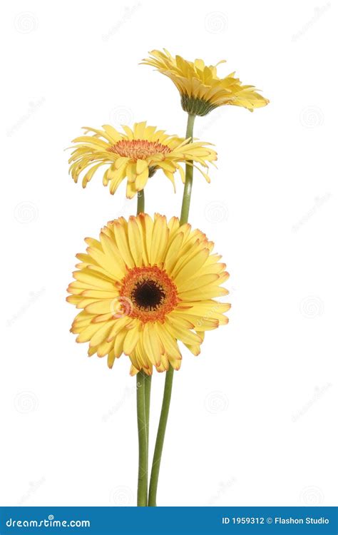 Three Yellow Gerbera Daisy Flower Stock Photography Image 1959312