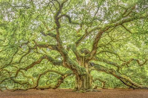 Angel Oak Fine Art Tree Photography Canvas On Demand