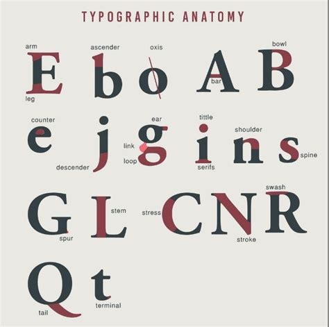 Typography Basics Terminology Examples And Infographics Graphic