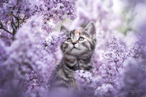 Cute Kitten In Flowers Papel De Parede Hd Plano De Fundo 2560x1707