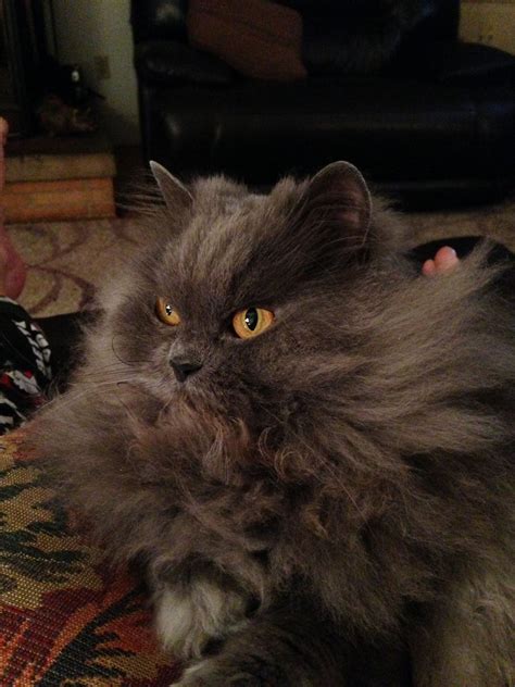 Persian cats is a social, beautiful and harmless pet animal. My Ozzy - blue smoke Persian, copper eyes, but just really ...