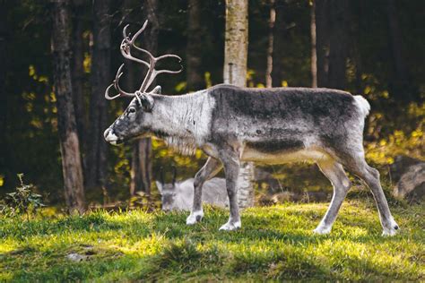 25 Wild Animals In Sweden Wildlife In Sweden Kevmrc
