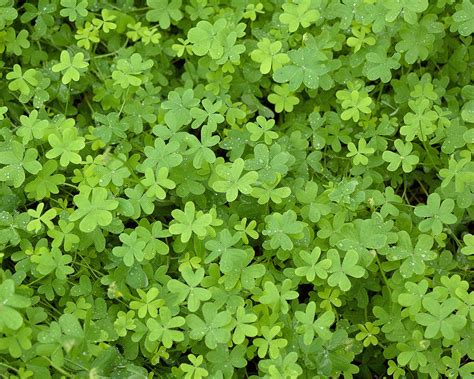 How To Grow A Microclover Lawn Using The Best Practices