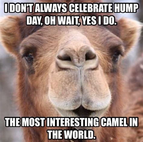 I'd say happier than a camel on wednesday. Pin on Hump day camels.