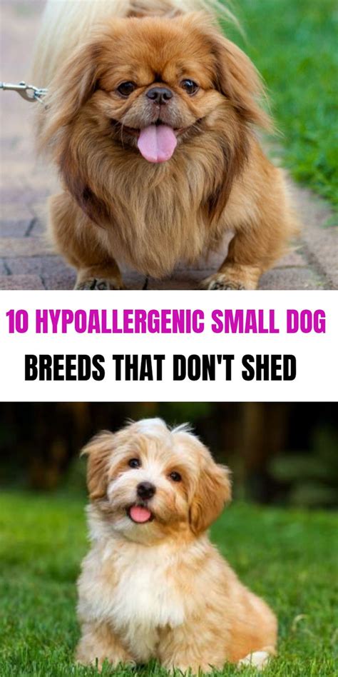 Some breeds are triggered by sunlight and temperature to shed once every year or two. 10 Best Small Dog Breeds That Don't Shed - Best Pets ...