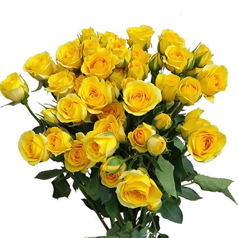 Rose Spray Yellow Babe Cut Weddings Flower Suppliers Wholesale