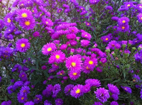 Free Images Flower Purple Aster Asters Flowering Plant Daisy