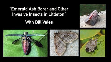 Emerald Ash Borer And Other Invasive Insects In Littleton Ma Youtube