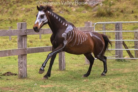 Horses At Chapman Valley Celebrate Halloween With Costumes