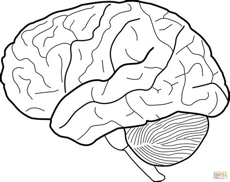 Human Brain Coloring Pages