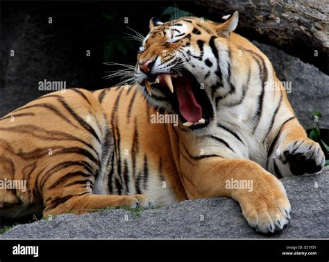 Tired Tiger Stock Photo Alamy