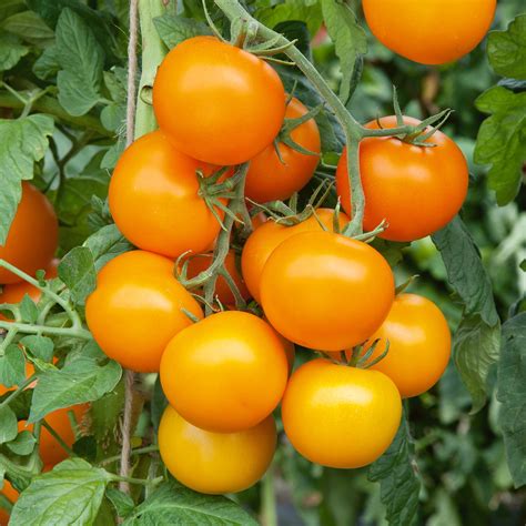 Mini Orange Tomato Seeds 300 Mg Packet 65 Seeds Non Gmo Heirloom