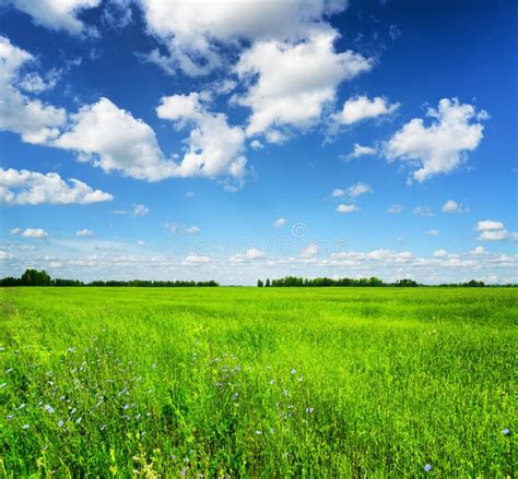 Green Field Under The Blue Sky Summer Landscape Stock Image Image Of