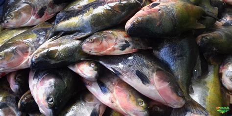Peixe Curimata Em Rondônia Preço Venda Compra Mf Rural
