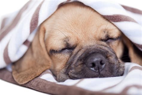 It might seem as if he's breathing way too quickly, or even that he's holding sleep is very important to puppies as it's when their little bodies do most of their growing and developing, so it's natural that it will be one of their. Why Is My Puppy Sleeping So Much? | TruDog®